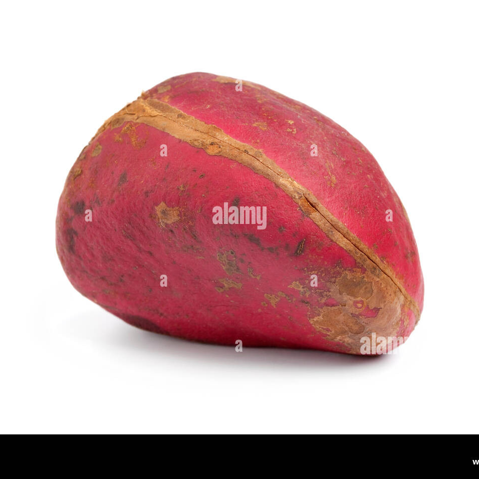 KOLA NUT fresh (Nigeria) - Tropical Engros - Bulk per 1kg